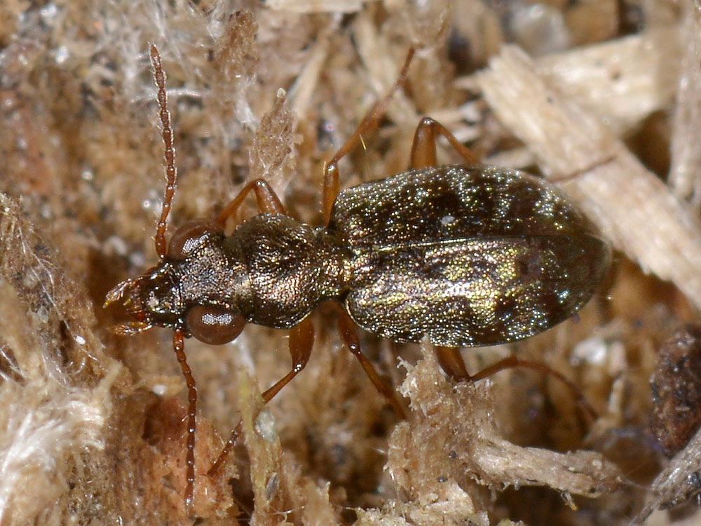 Asaphidion ..ma quali? A. austriacum